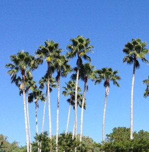 Palm trees in Florida